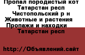 Пропал породистый кот - Татарстан респ., Чистопольский р-н Животные и растения » Пропажи и находки   . Татарстан респ.